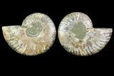 Sliced Ammonite Fossil - Agatized #116791-1
